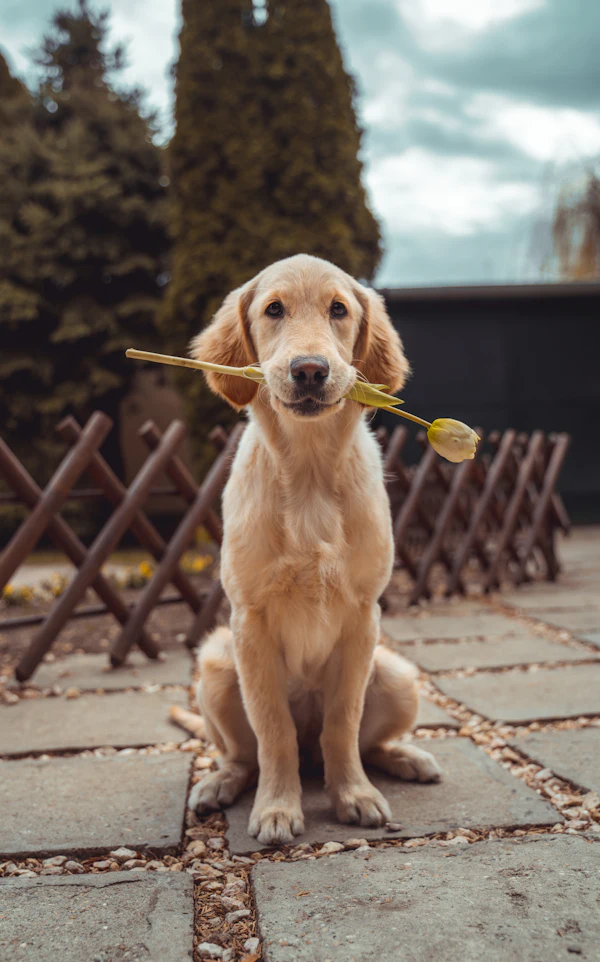 Kennel Cough: Symptoms, How Long It Lasts and When To Worry
