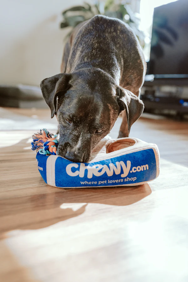 How Much Water Should a Dog Drink Each Day?