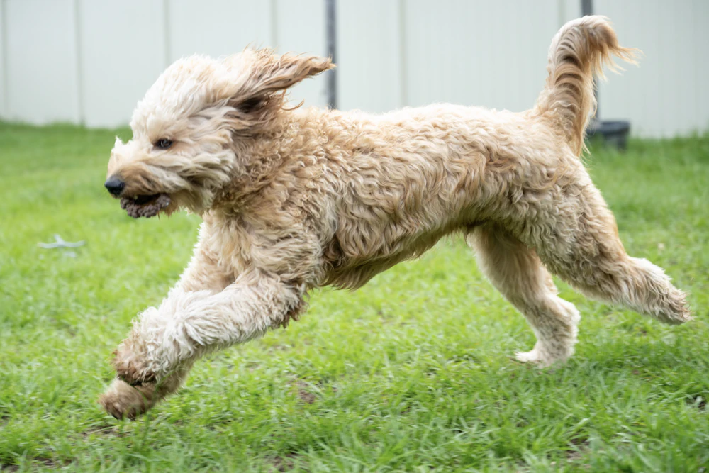Labradoodle running across a lawn