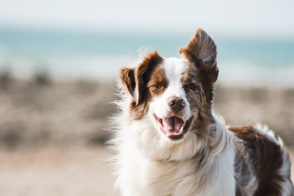 How To Read a Dog Food Label Like a Veterinary Nutritionist