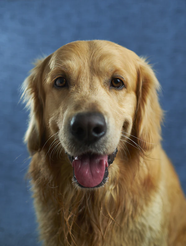 A Stray Followed a Mail Carrier for 3 Weeks. Then She Adopted Him.