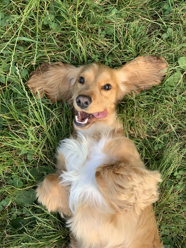 Fresh vs. Kibble: We Fed Both to 6 Dogs for 8 Weeks