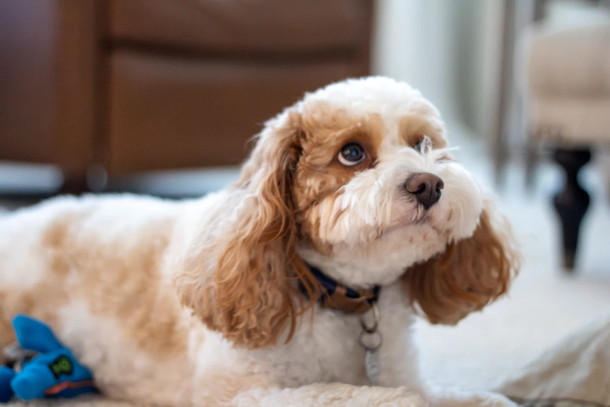 Cavapoo Dog Breed Guide: Size, Temperament, Health, Grooming and Cost