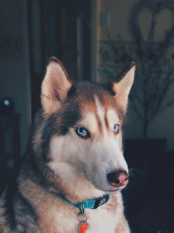 The Husky Who Lost 40 Pounds: How One Family Turned Things Around