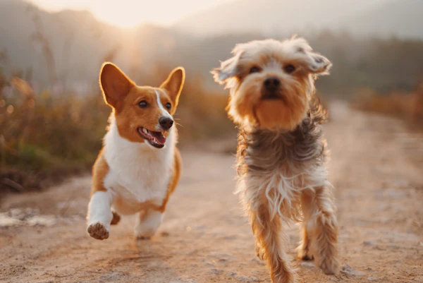 Why Does My Dog Eat Grass? A Vet Separates Myth From Evidence