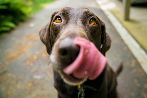 Dumped at a Rest Stop With a Broken Leg, Biscuit Now Works as a Hospital Therapy Dog