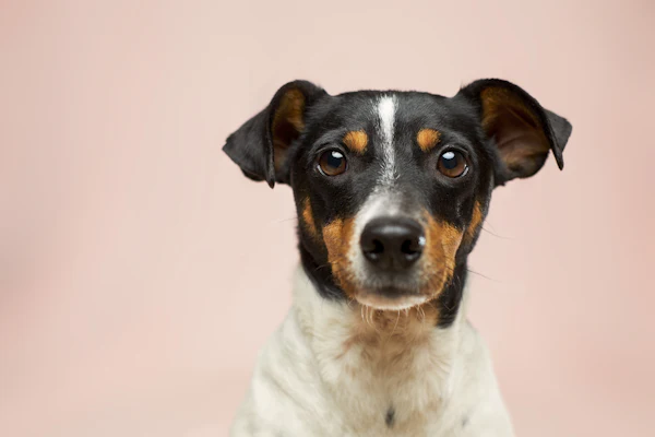 7 Ways Dogs Actually Like To Be Shown Affection