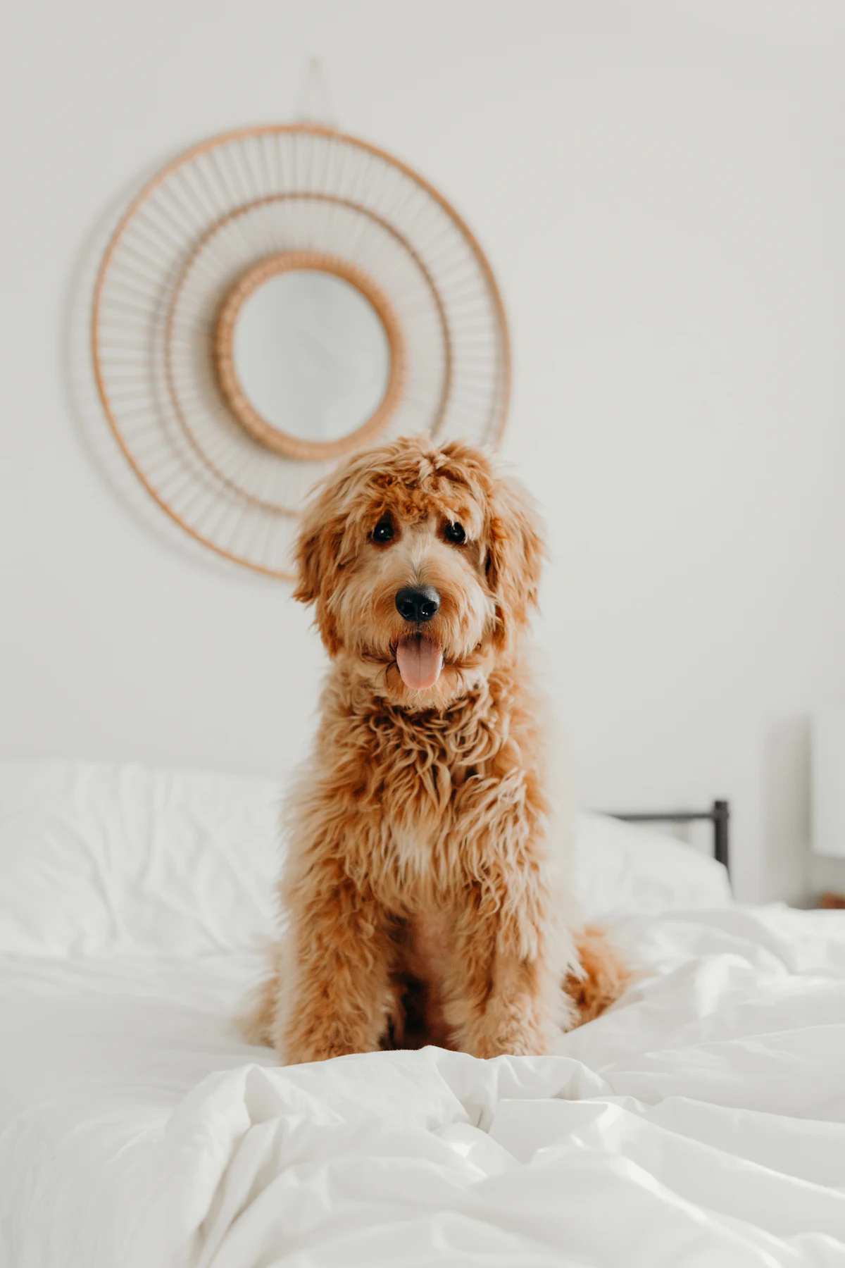 Doodle Dog: Types, Temperament, Grooming, Health and Complete Guide