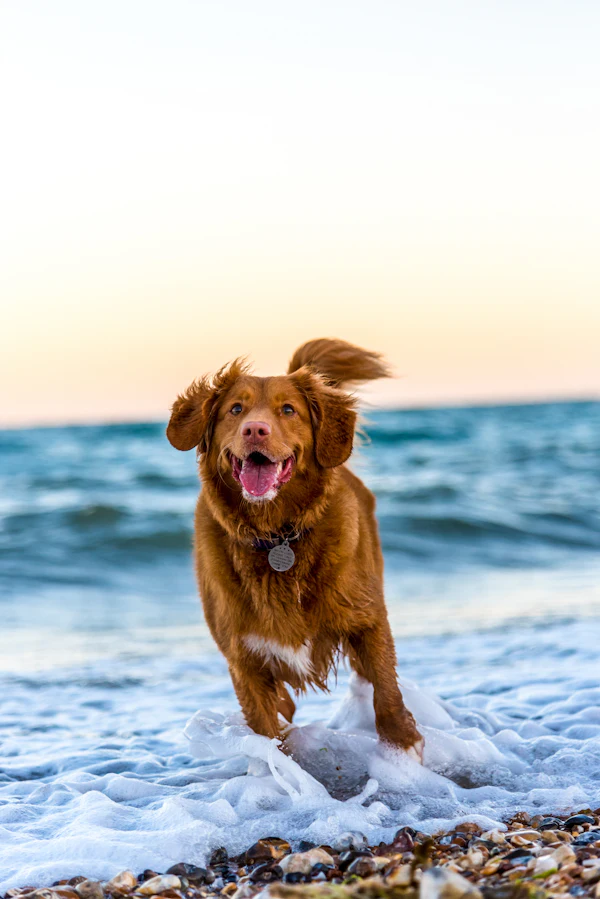 12 Gentle Dog Breeds for First-Time Owners
