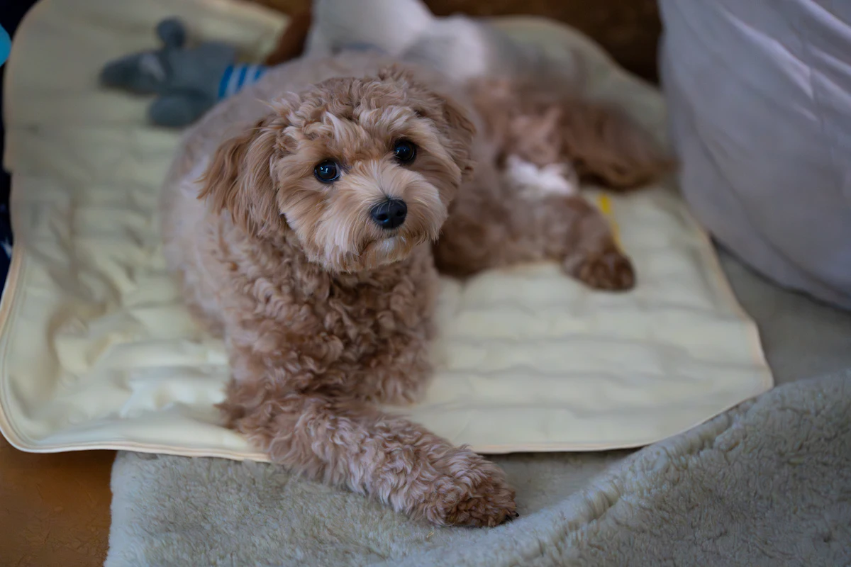 Maltipoo Dog Breed Guide: Size, Temperament, Grooming, Health and Lifespan