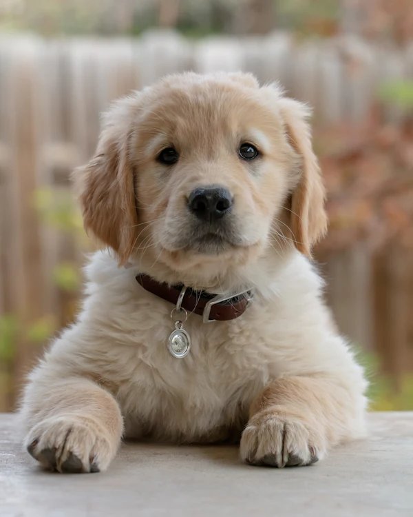 Food Aggression in Dogs: A Step-by-Step Plan That Works