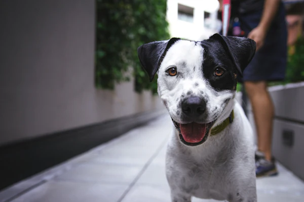 9 Dog Myths Vets Wish Would Disappear