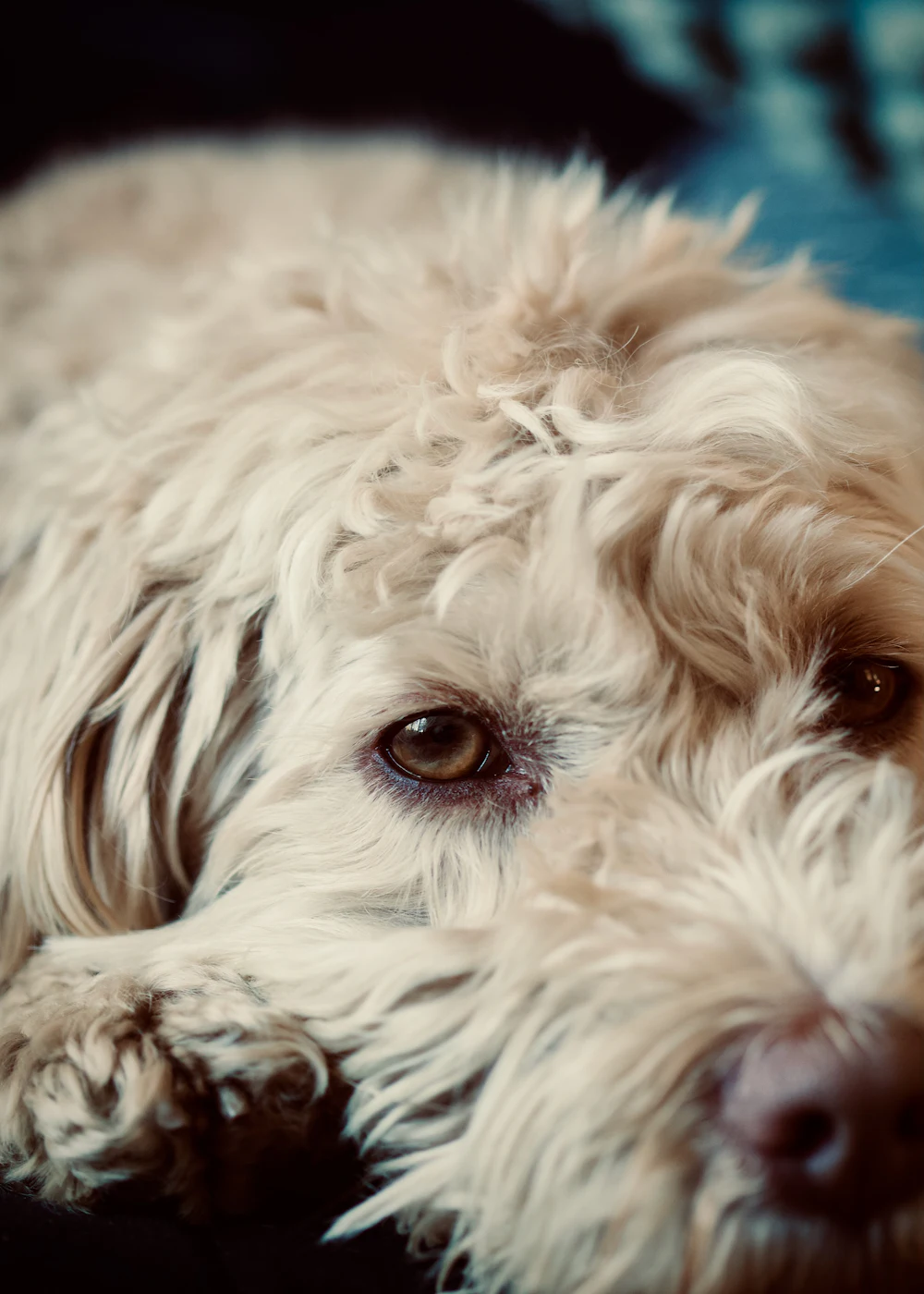 Close-up of a cream Goldendoodle with a soft wavy coat