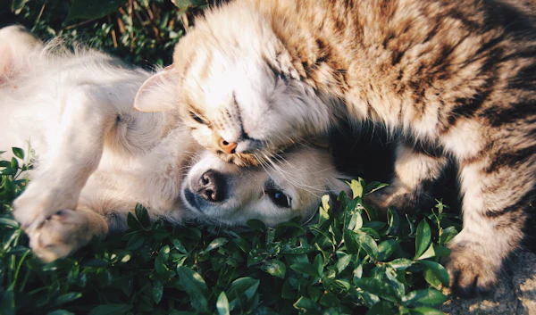 The 3 Best Orthopedic Dog Beds in 2026
