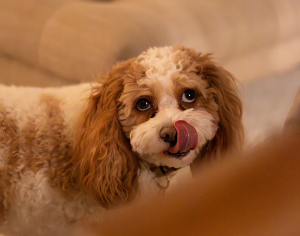 Cavapoo vs Cockapoo: Size, Temperament, Grooming and Health Compared