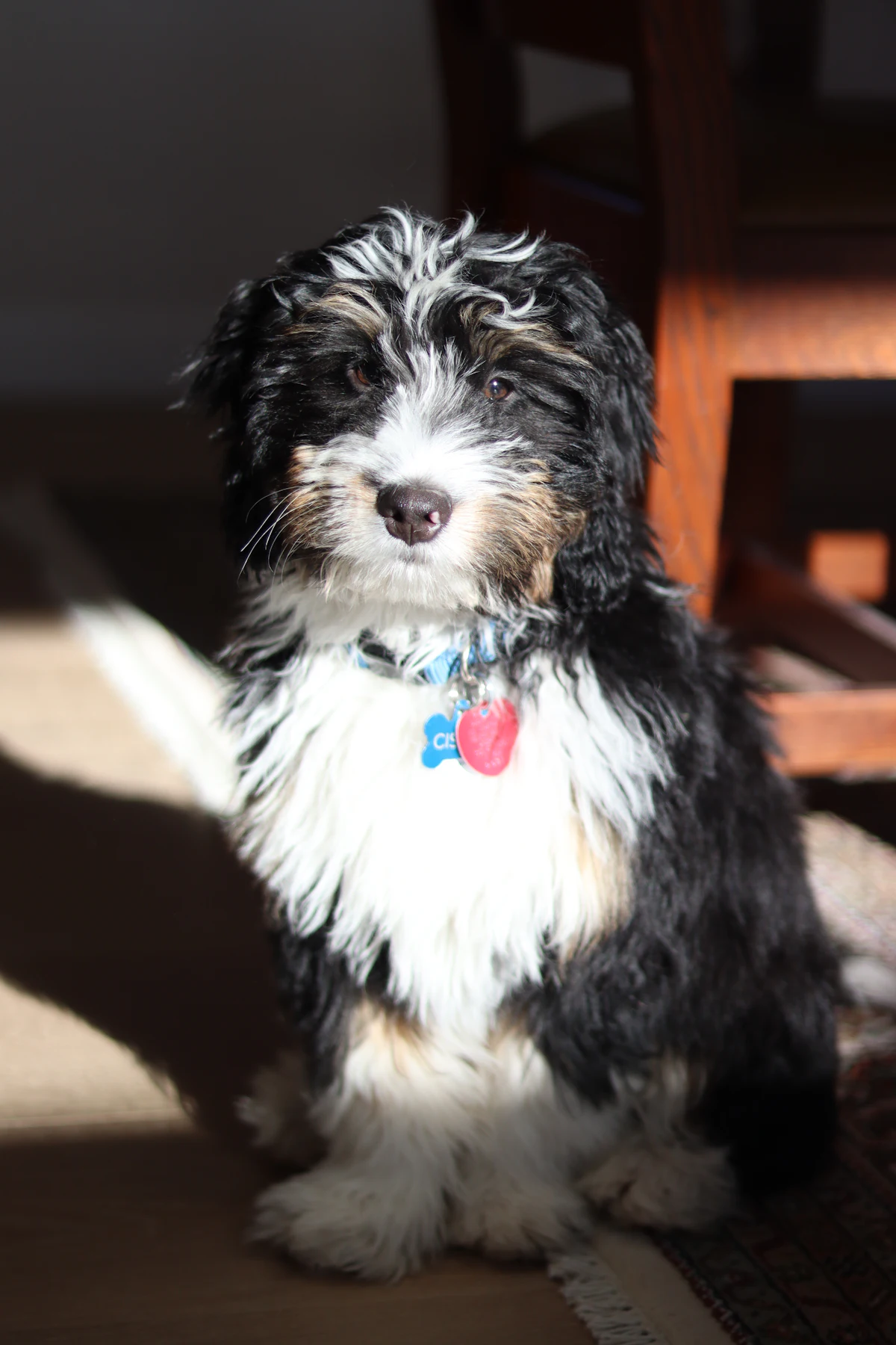 Bernedoodle Dog Breed Guide: Temperament, Size, Coat, Health and Cost