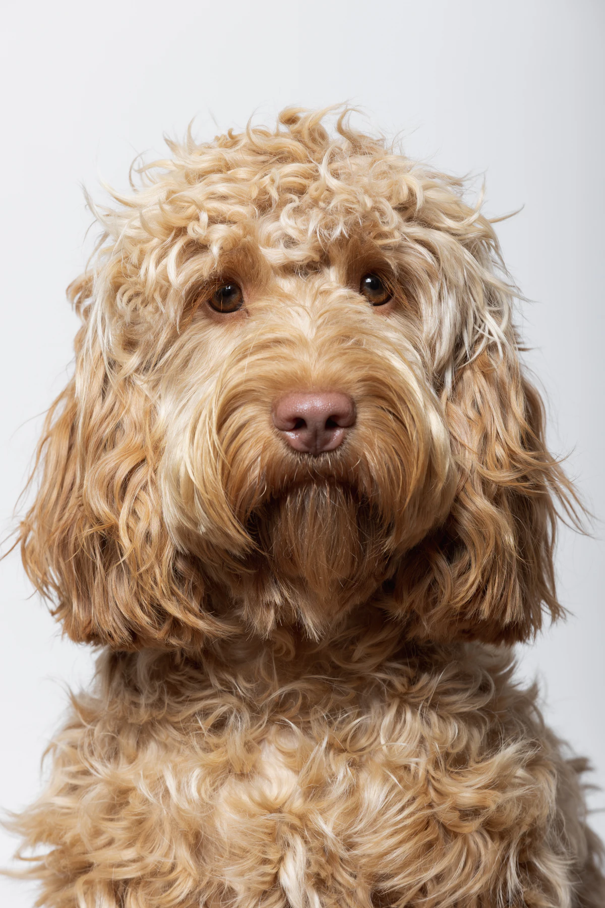 Cockapoo Dog Breed Guide: Temperament, Size, Grooming, Health and Care
