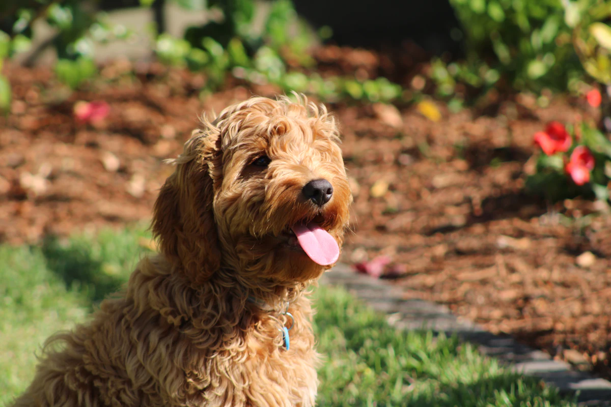 Doodle Grooming Guide: Brushing, Matting, Clipping and How Often