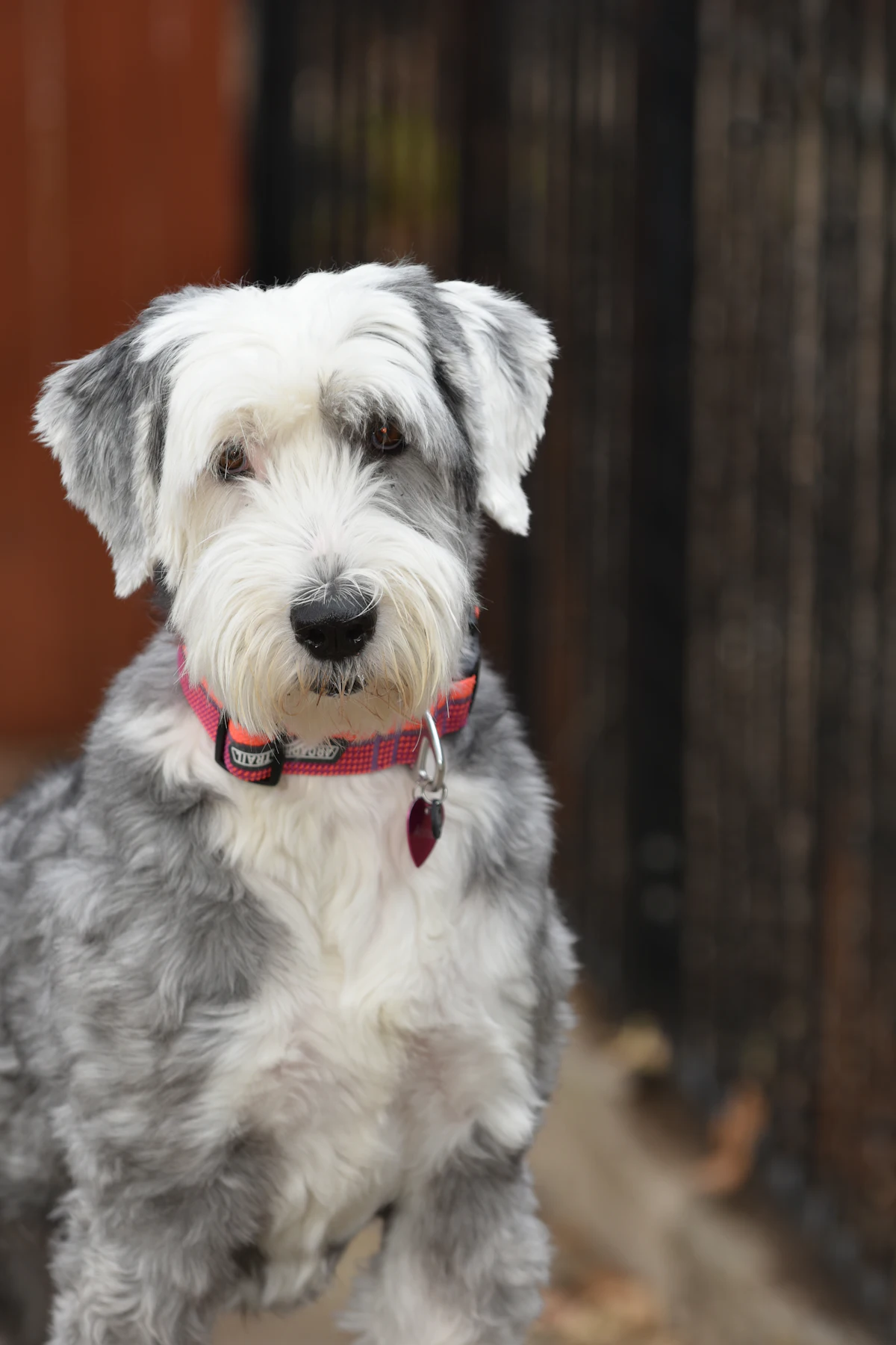 Sheepadoodle Dog Breed Guide: Size, Temperament, Grooming, Health and Cost
