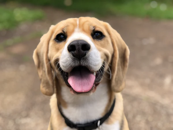 10 Signs Your Dog Is Truly Bonded to You