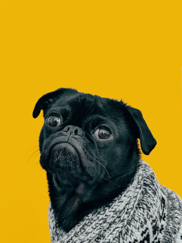 Resource Guarding: Why Dogs Protect Food, Toys and People