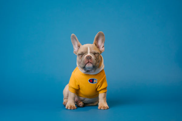 Wet or Dry Dog Food? The Honest Trade-Offs