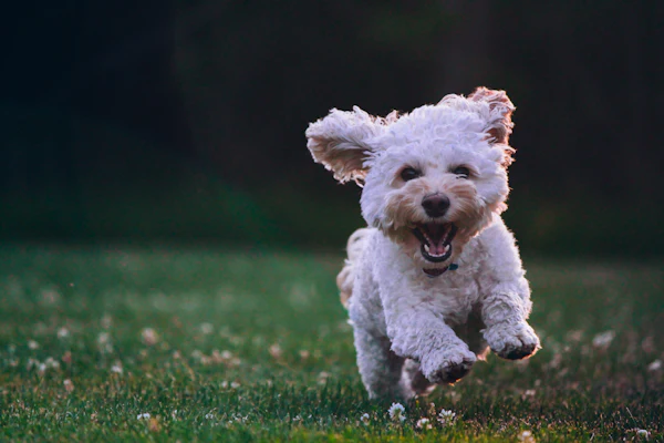 Homemade Dog Food: A Nutritionist's Balanced Starter Recipe