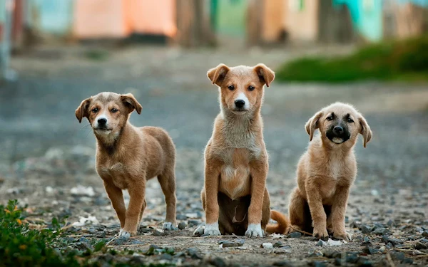 Hip Dysplasia in Dogs: Early Signs, Diagnosis and Treatment Options