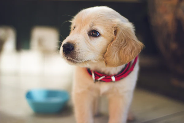 Feeding Guide by Life Stage: Puppy, Adult and Senior