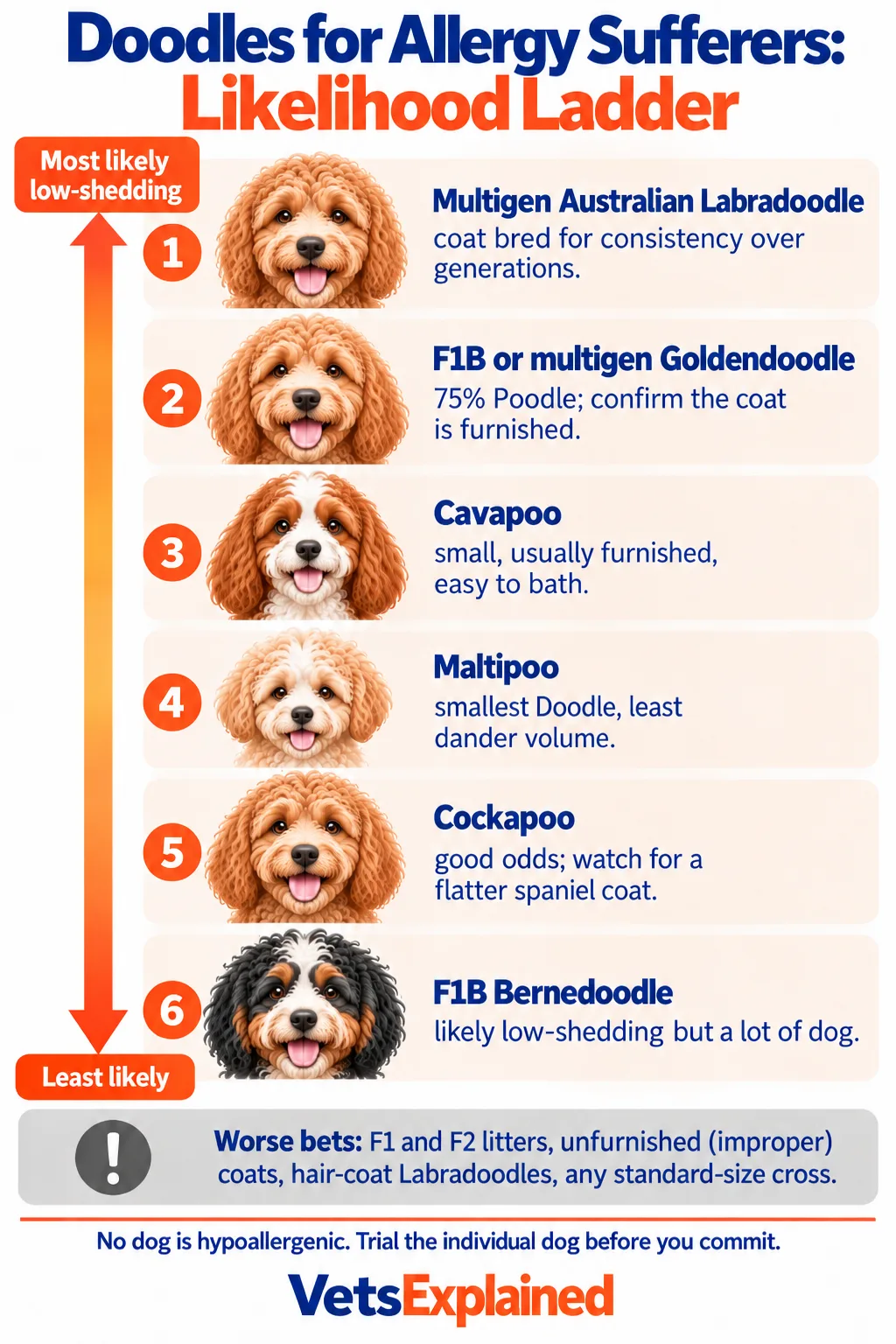 Ladder ranking Doodles by how likely they are to be low-shedding, from multigenerational Australian Labradoodle and F1B Goldendoodle at the top through Cavapoo, Maltipoo, Cockapoo and F1B Bernedoodle, with F1 and F2 litters, unfurnished coats and standard sizes as the worse bets