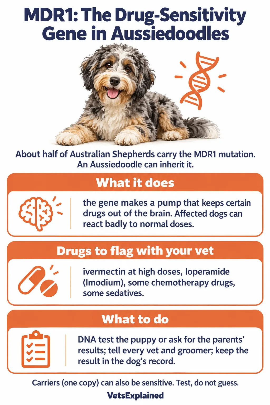 Infographic on the MDR1 drug-sensitivity gene in Aussiedoodles: what it does, drugs to flag with your vet such as high-dose ivermectin and loperamide, and what to do including DNA testing