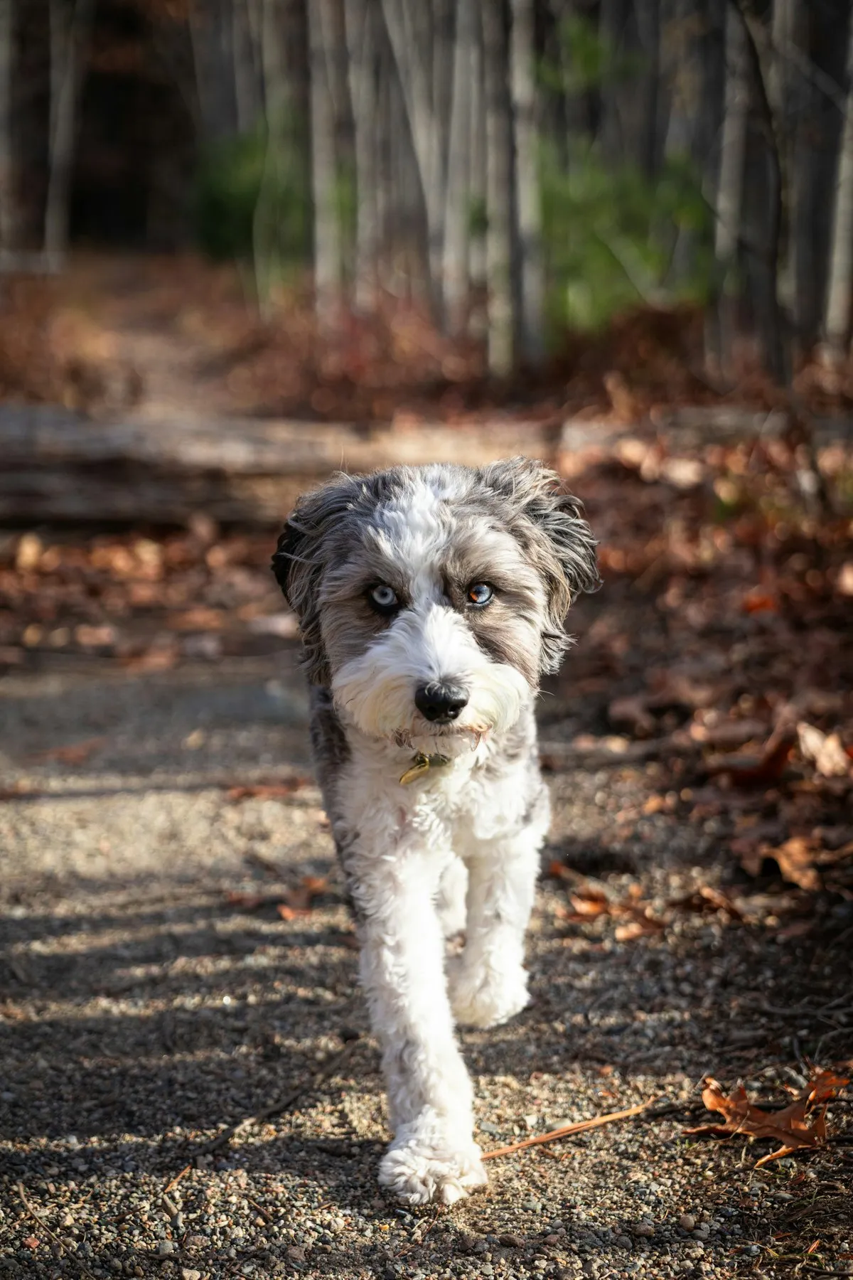 Blue merle Aussiedoodle with pale blue eyes on a woodland path