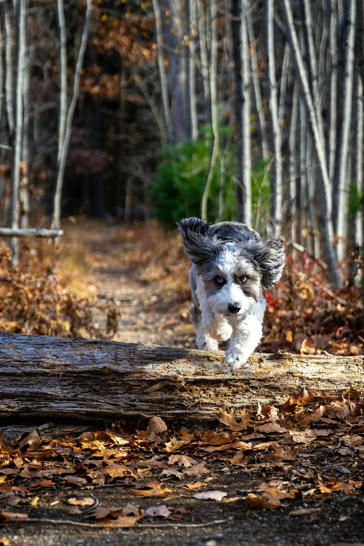 Merle Aussiedoodle running along a forest trail