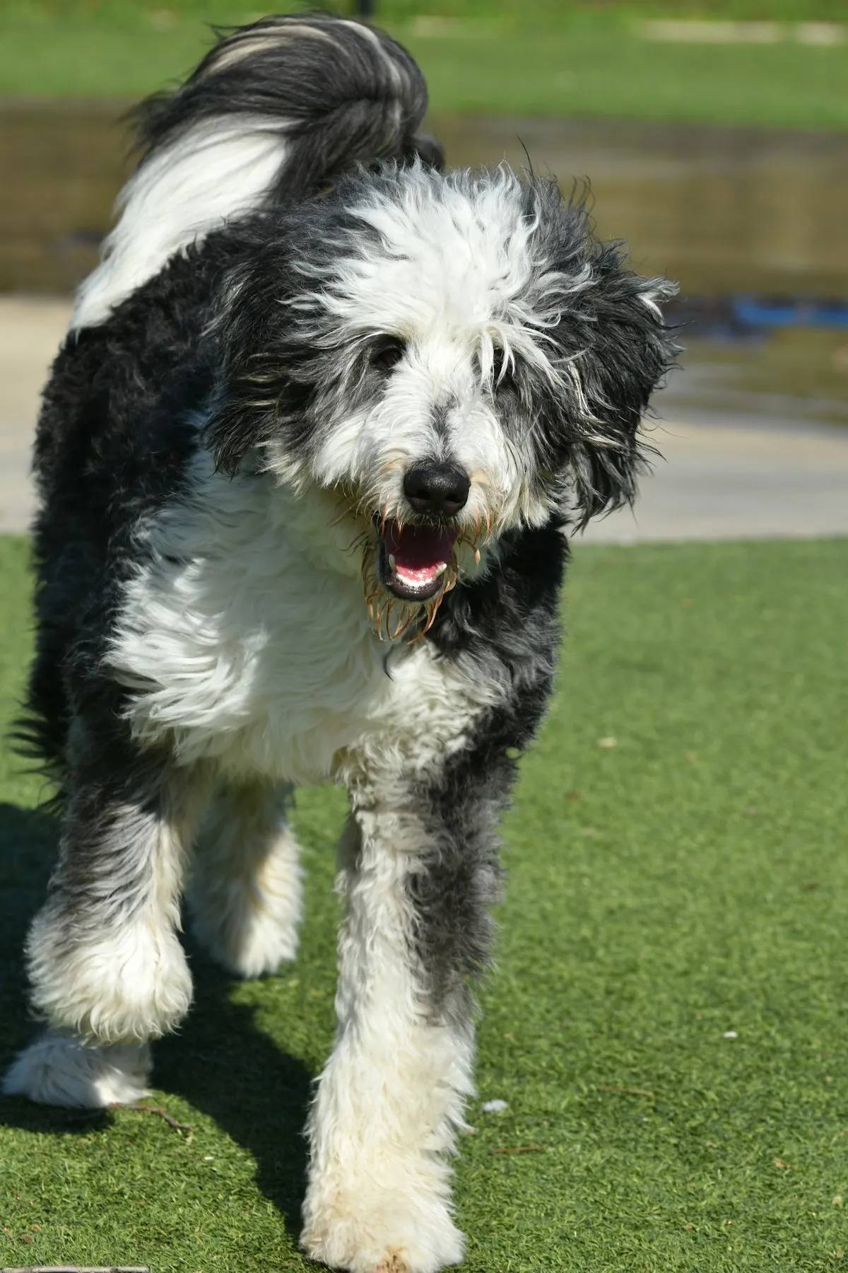 Adult black and white Bernedoodle walking on grass