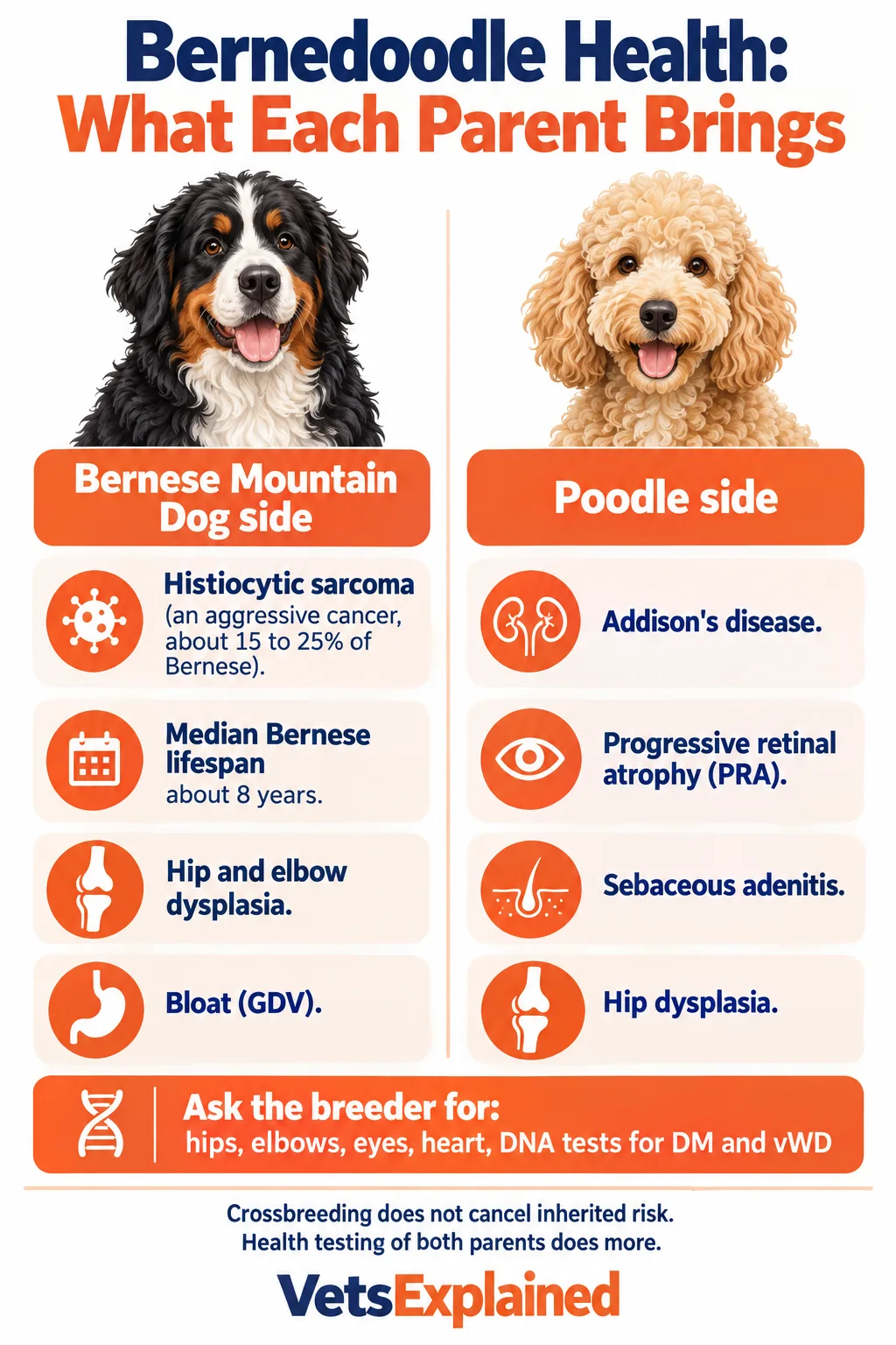 Infographic of Bernedoodle health risks by parent: Bernese side histiocytic sarcoma, short median lifespan, hip and elbow dysplasia and bloat; Poodle side Addison's disease, progressive retinal atrophy, sebaceous adenitis and hip dysplasia; with the breeder tests to ask for