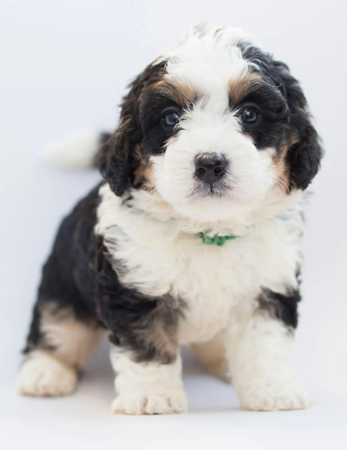Tri-colour Bernedoodle puppy with a green collar