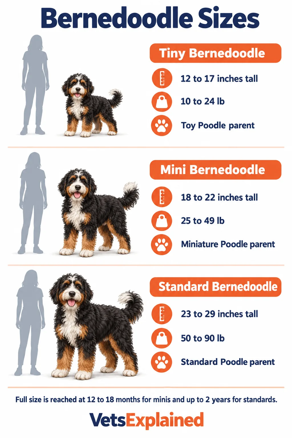 Infographic of Bernedoodle sizes: Tiny 12 to 17 inches and 10 to 24 lb with a Toy Poodle parent, Mini 18 to 22 inches and 25 to 49 lb with a Miniature Poodle parent, Standard 23 to 29 inches and 50 to 90 lb with a Standard Poodle parent