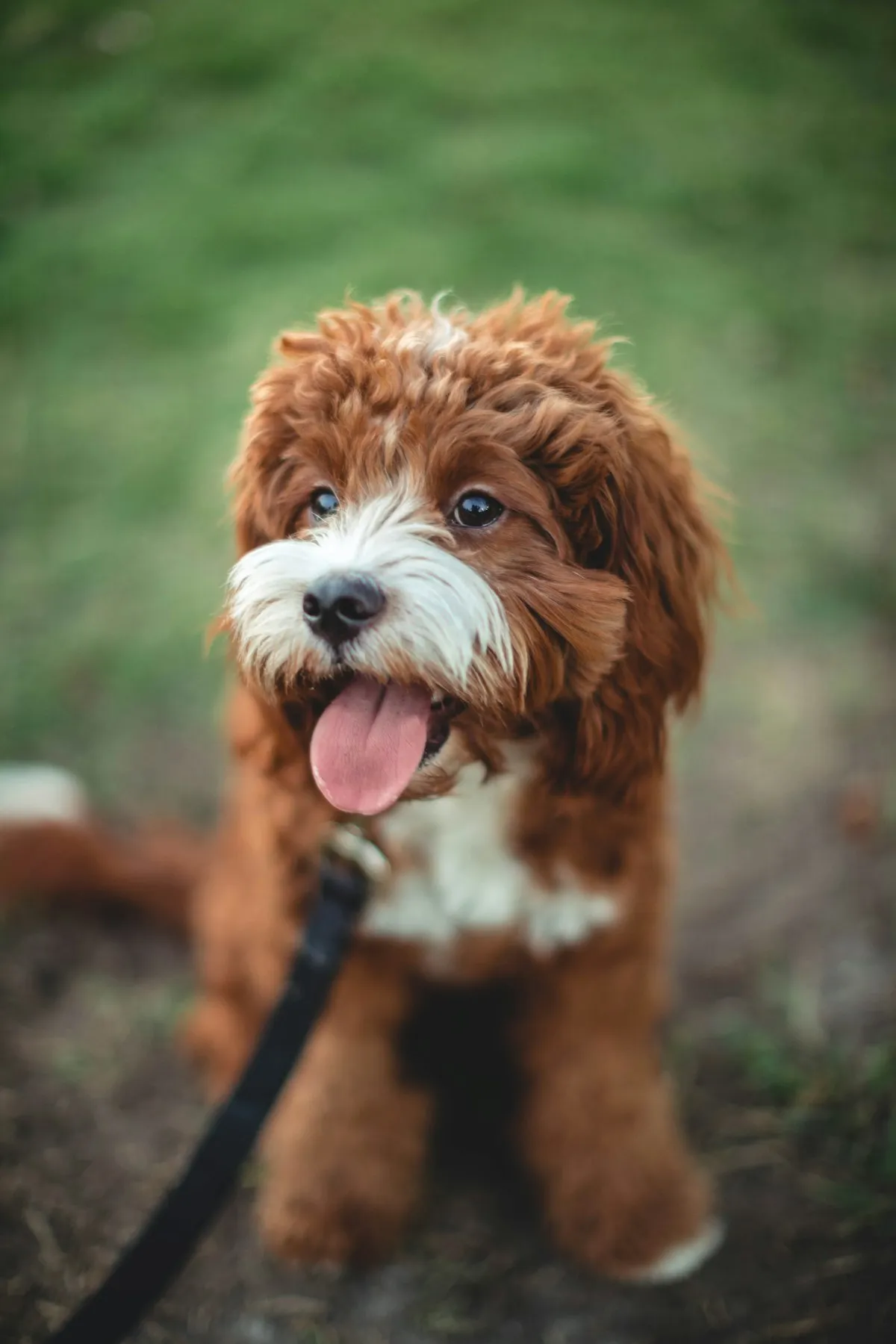 Blenheim Cavapoo looking at the camera outdoors