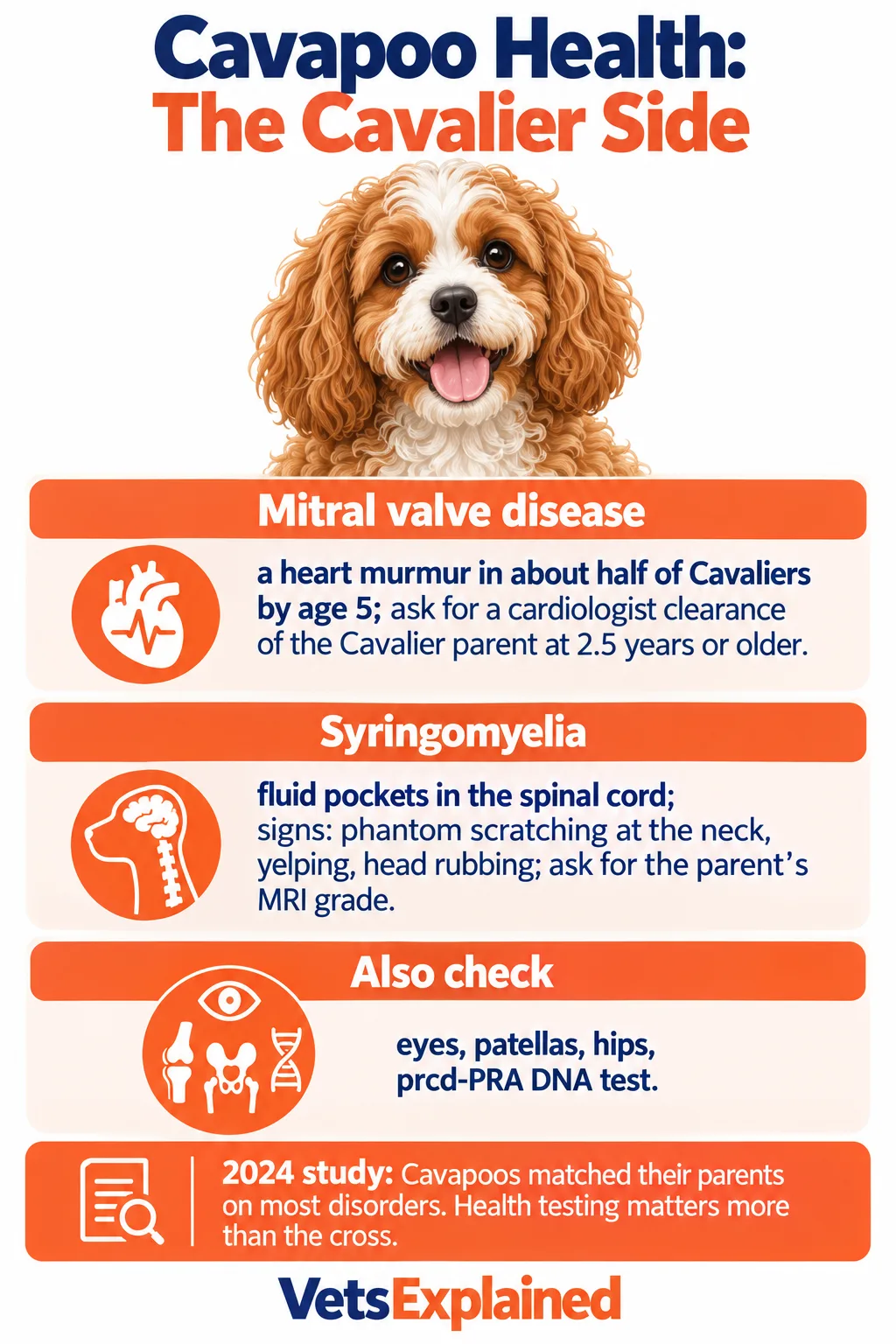Infographic of Cavalier-side health risks in Cavapoos: mitral valve disease, syringomyelia and the tests to ask a breeder for