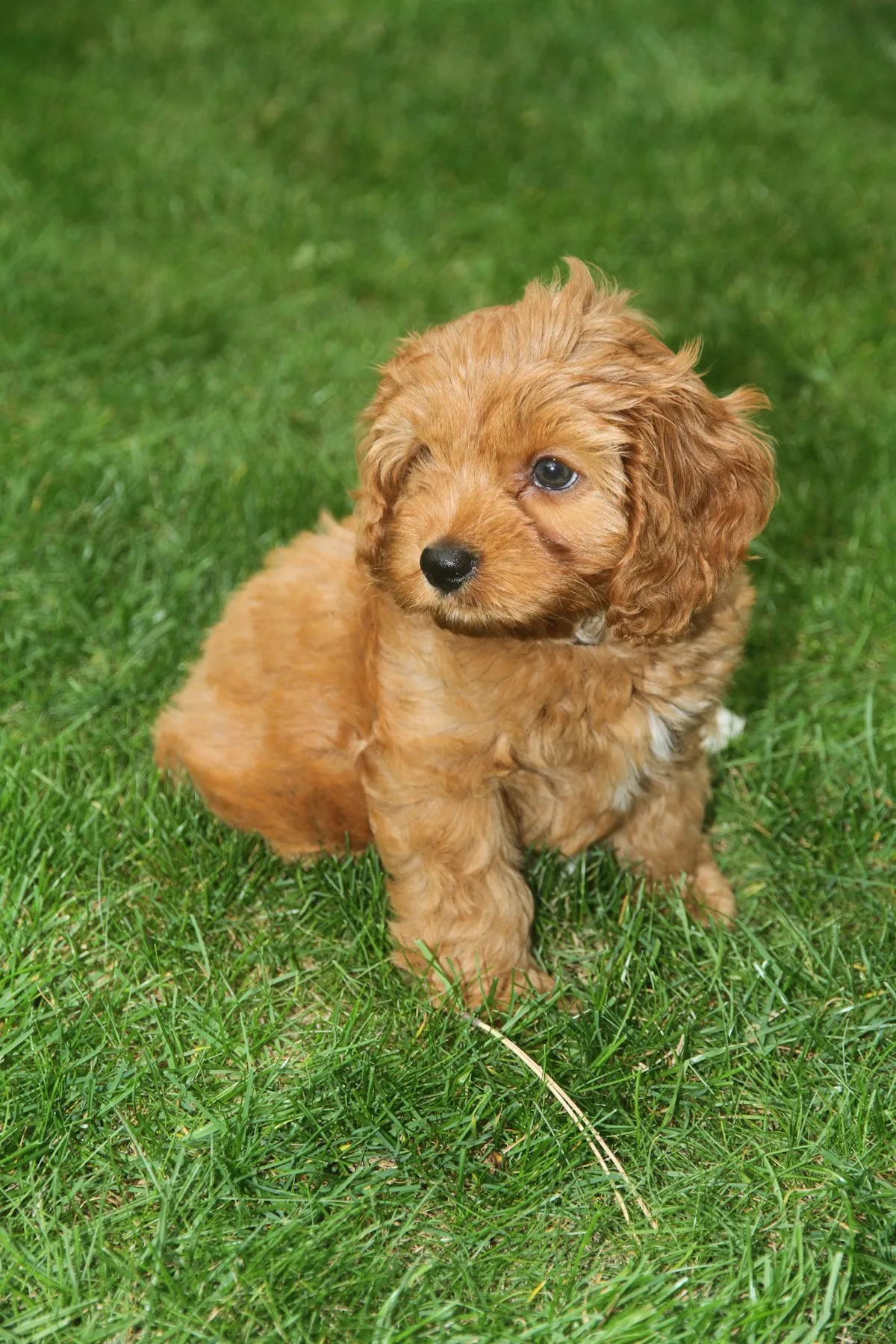 Red Cavapoo puppy sitting on a lawn