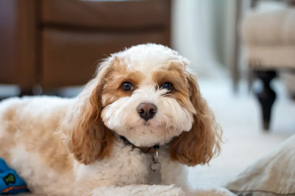 Blenheim Cavapoo lying calmly on a bed