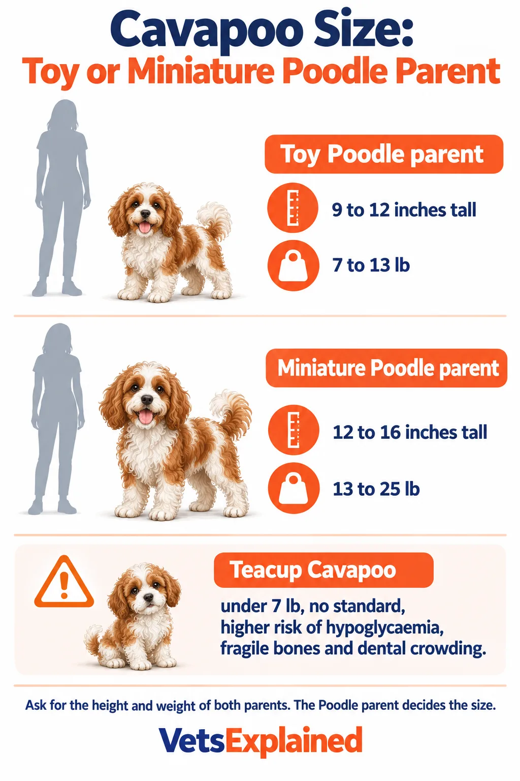 Infographic of Cavapoo sizes: Toy Poodle parent gives 9 to 12 inches and 7 to 13 lb, Miniature Poodle parent gives 12 to 16 inches and 13 to 25 lb, with a warning about teacup Cavapoos under 7 lb