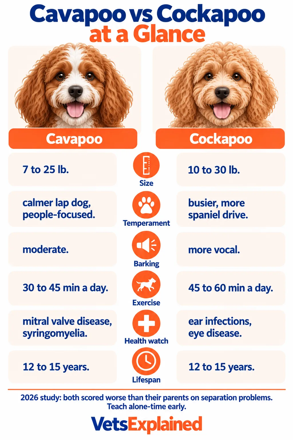 Infographic comparing Cavapoo and Cockapoo on size, temperament, barking, exercise, health watch-points and lifespan