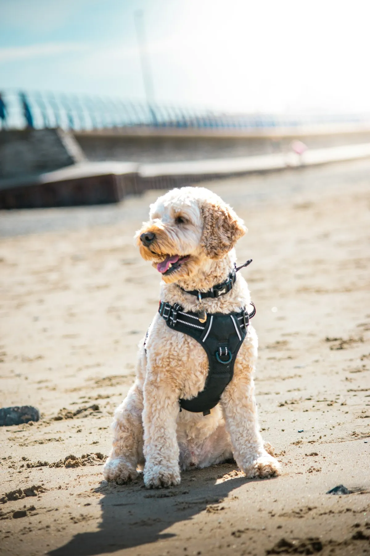 Cream Cockapoo in a harness on a sandy beach