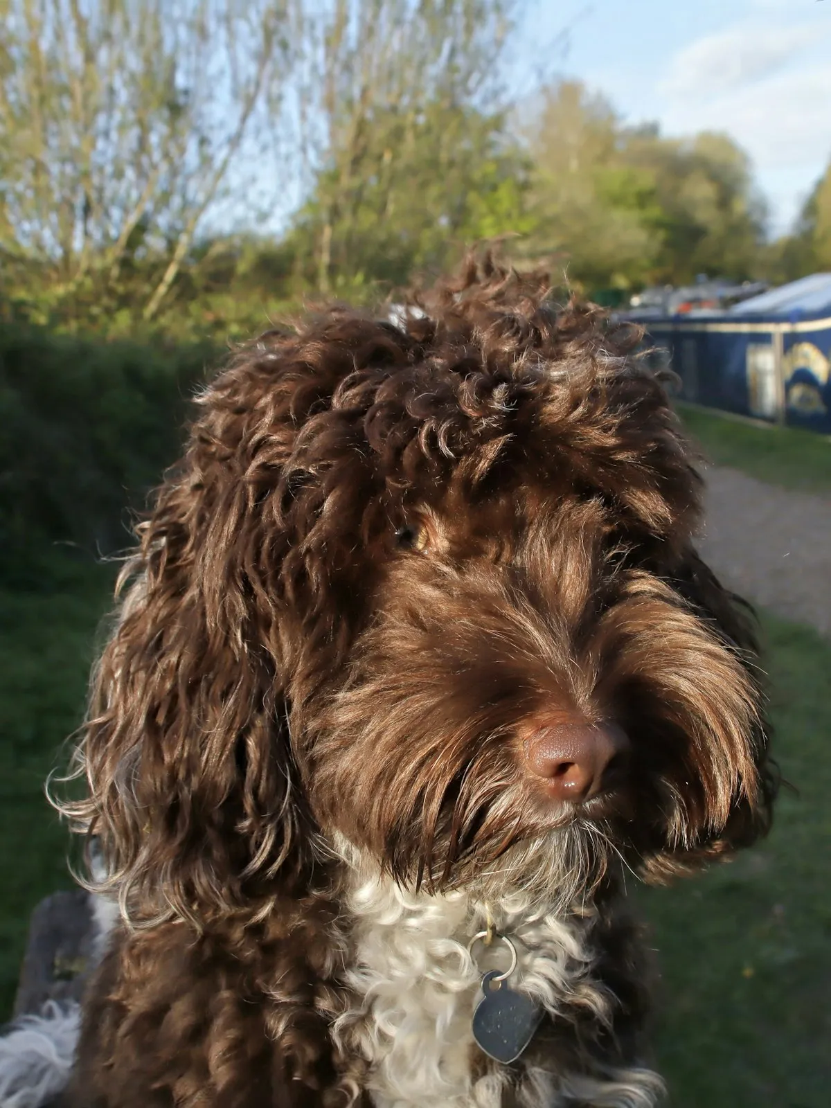Chocolate and white Cockapoo sitting outdoors