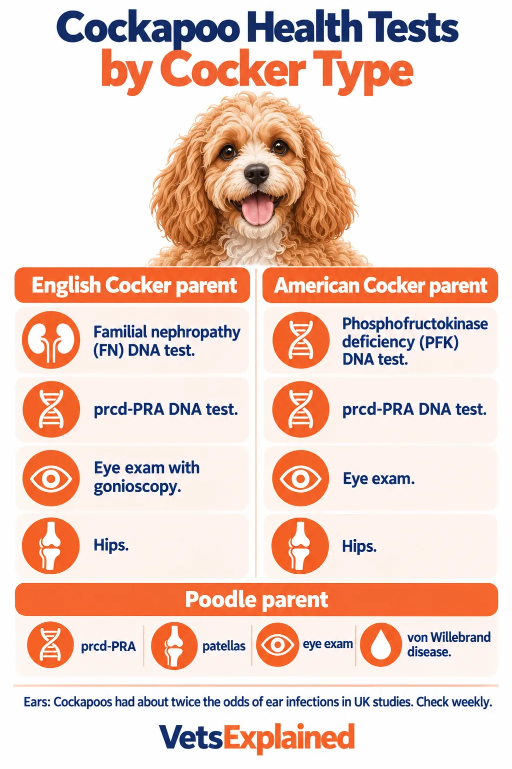 Infographic of Cockapoo health tests by parent: English Cocker (FN DNA test, prcd-PRA, eye exam with gonioscopy, hips), American Cocker (PFK DNA test, prcd-PRA, eye exam, hips) and Poodle (prcd-PRA, patellas, eye exam, von Willebrand disease)