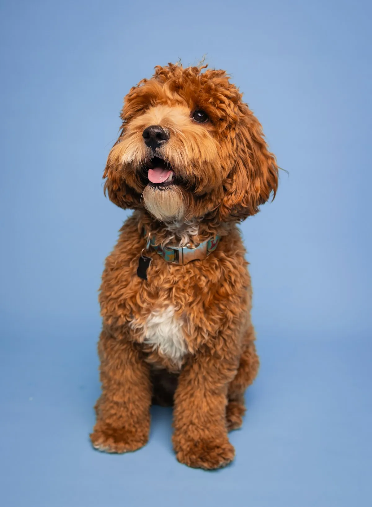 Red Cockapoo with a dense curly coat against a blue background