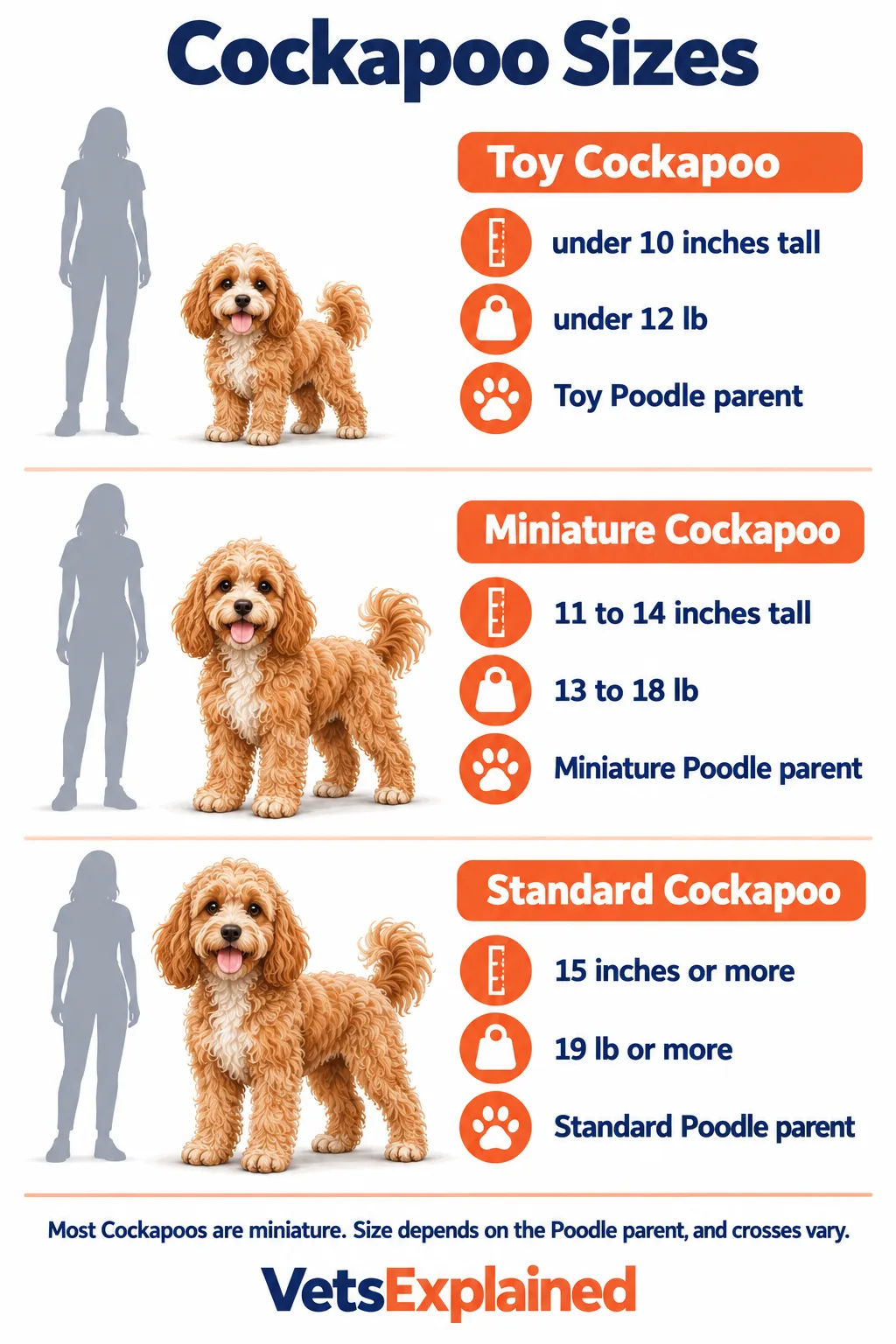 Infographic of Cockapoo sizes: Toy under 10 inches and under 12 lb, Miniature 11 to 14 inches and 13 to 18 lb, Standard 15 inches or more and 19 lb or more, each next to a person for scale