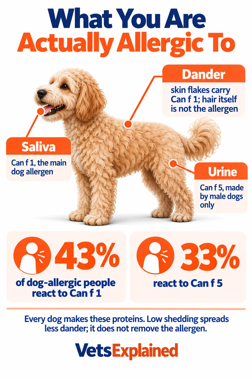 Infographic showing where dog allergens come from: saliva and dander carry Can f 1, the main dog allergen, and urine from male dogs carries Can f 5; 43% of dog-allergic people react to Can f 1 and 33% to Can f 5