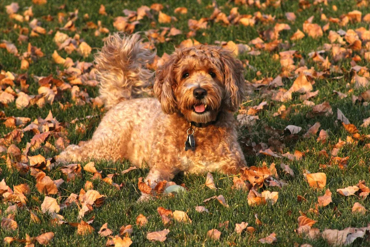 Young Goldendoodle lying in fallen leaves